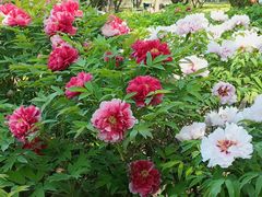 -莲花池公园