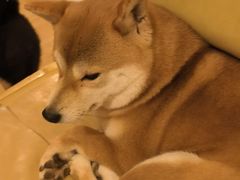 -柴の食堂·日式家庭料理·熊之肆(大学路店)