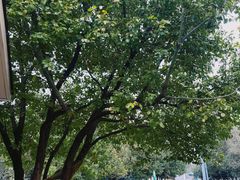 -祥源·阜阳生态乐园