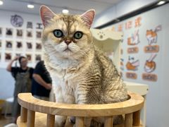 -有喵·猫咖·狗咖·30几只猫10只小狗(岗厦店)