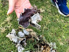 -铁山坪森林公园