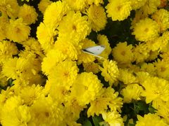 -兰陵国家农业公园