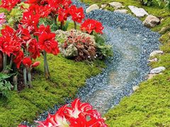 -深圳仙湖植物园