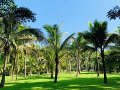-中国科学院西双版纳热带植物园