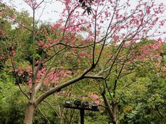 -野狸岛