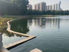 -莲花池公园
