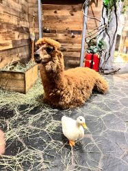 -Zoolung Zoolung动物主题公园(海信广场店)