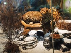 -陕西自然博物馆