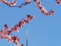-巴黎圣母院