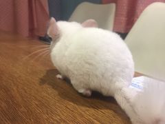 -藦茜花园宠物主题亲子互动体验馆(国顺东路店)