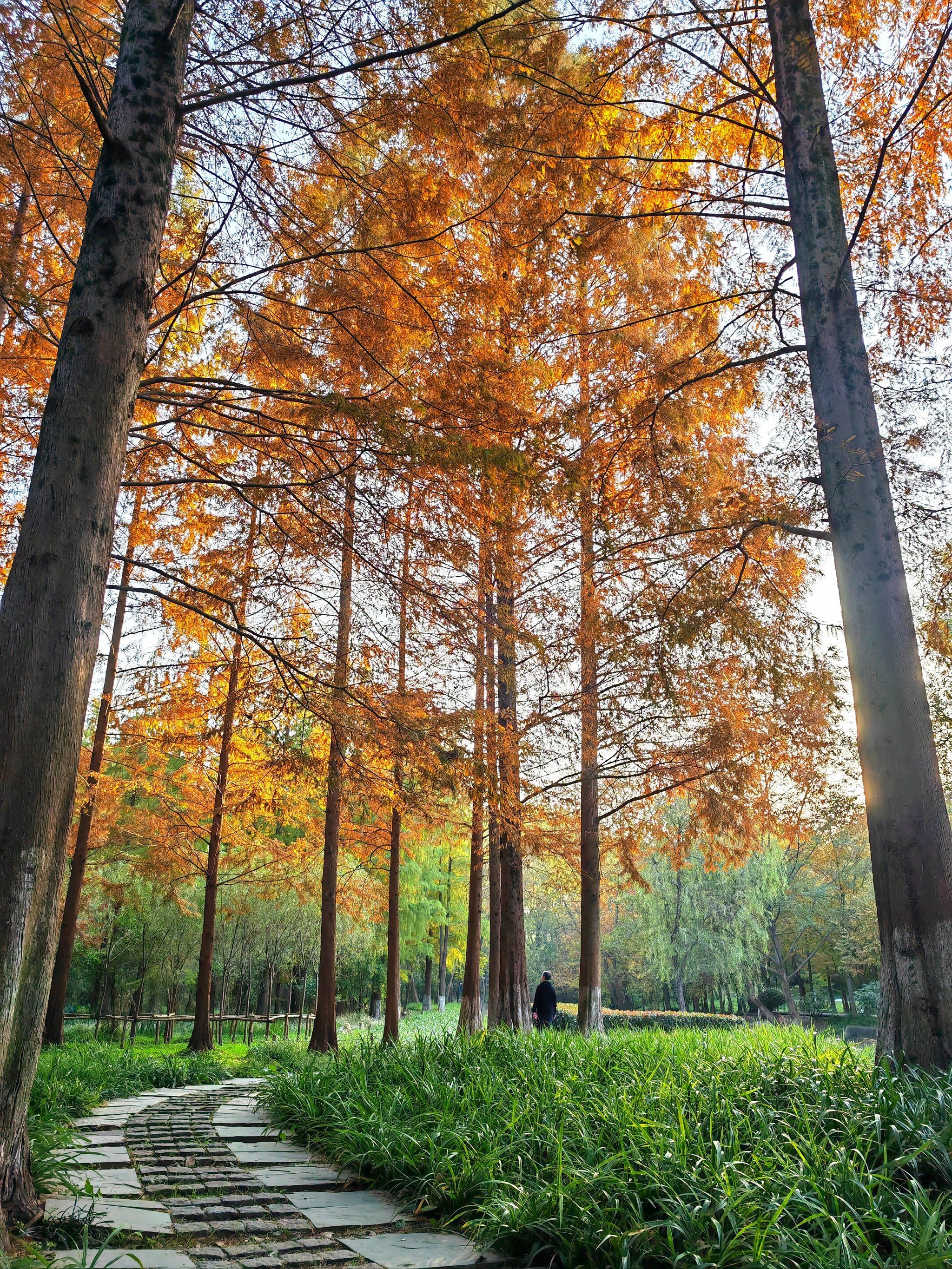 钟山风景区 . 水杉林中漫步