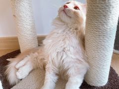-猫腻·猫咖·撸猫馆(星光大道店)