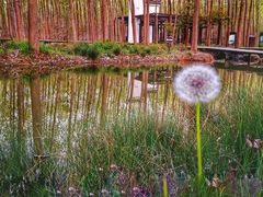 -合肥滨湖国家森林公园