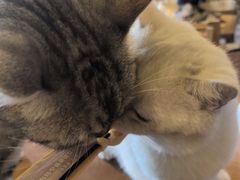 -猫猫幼稚园·撸猫·桌游·电玩