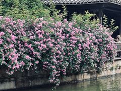 -台儿庄古城