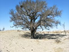 -库伦旗银沙湾旅游景区