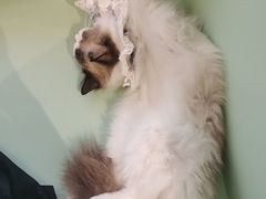 -怪兽屋·羊驼·猫咖·狗咖(俊华广场店)