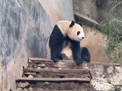 -中国大熊猫保护研究中心雅安碧峰峡基地