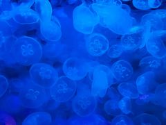 -乌鲁木齐海洋馆