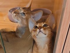 -猫十亿·布偶金渐层·曼基康矮脚猫舍(青年路店)