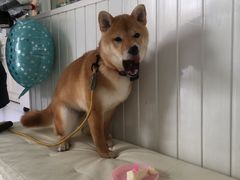 -BABYDOG宝贝狗宠物乐园(欧洲城店)