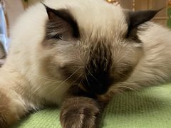 -猫和宫(六道口店)