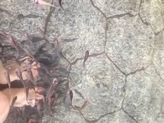 -明月山天沐温泉度假村