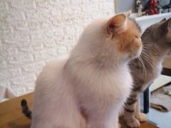 -平行世界·猫咖(首经贸店)