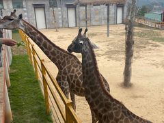 -西霞口神雕山野生动物世界