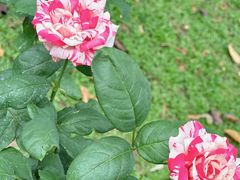 -人民公园(罗湖区)