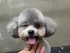 -PETKIT小佩宠物·低压洗护(国顺东路店)