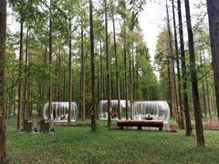 -黄海国家森林公园