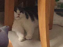 -lincat·猫舍(广州店)
