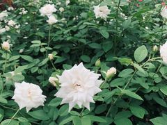 -人民公园(罗湖区)