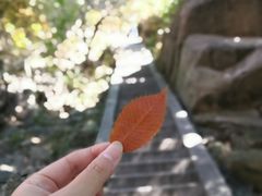 -崂山巨峰游览区