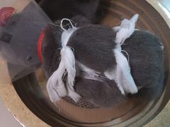 -佳怡动物医院·平价24小时·猫专科骨外科