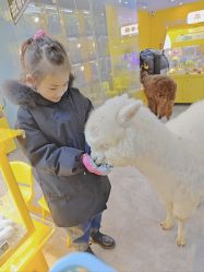-神奇动物撸宠馆·羊驼·小浣熊·异宠(豫园店)