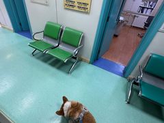 -北京观赏动物医院·24小时大型综合·猫专科·异宠专科