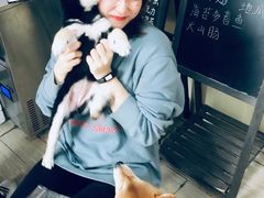 -柴犬高等学院·狗咖·柴犬售卖·宠物训练