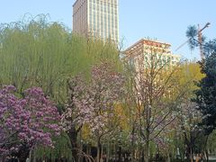 -中央公园(苏州工业园区)