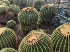 -北京植物园-展览温室