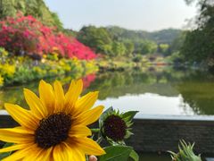 -深圳仙湖植物园