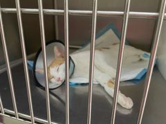 -艾贝尔宠物诊疗