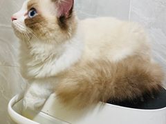 -lincat·猫舍(广州店)