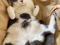 -宠爱国际动物医院·消化内科·心肾内科·ISFM猫友好(望京店)