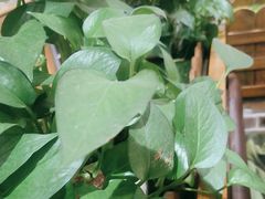 -九府羊鲜羊火锅·烧烤(任丘东风美食街店)