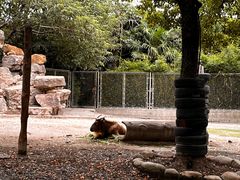 -上海野生动物园