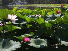 -青城公园