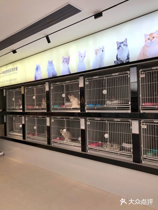翊宠yipet猫狗购宠庄园图片