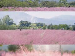 -深圳市中科院仙湖植物园